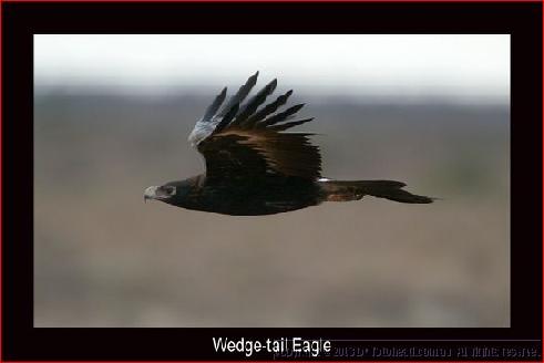 wedgie