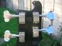 Rickenbacker 4001/4 , Jetglo: Headstock - Rear