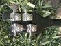 Rickenbacker 4003/4 , Jetglo: Headstock - Rear