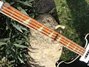 Rickenbacker 4003/4 , Jetglo: Neck - Front