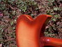 Rickenbacker 335/6 , Fireglo: Full Instrument - Rear