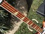 Rickenbacker 4001/4 , Fireglo: Neck - Front