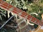 Rickenbacker / , : Neck - Front