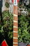 Rickenbacker 365/6 O.S., Fireglo: Neck - Front