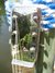 Rickenbacker NS 100/6 LapSteel, Silver: Headstock