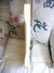 Rickenbacker 4001/4 CS, Cream: Close up - Free