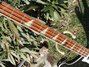 Rickenbacker 4001/4 , Jetglo: Neck - Front