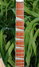 Rickenbacker 381/6 V69, Mapleglo: Neck - Front