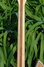 Rickenbacker 381/6 V69, Mapleglo: Neck - Rear