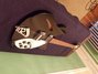 Rickenbacker 330/6 , Jetglo: Neck - Front