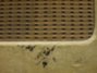 Rickenbacker M-8/amp , Blonde: Close up - Free