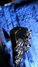 Rickenbacker 330/6 , Jetglo: Headstock - Rear