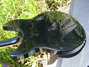 Feb 2010 Rickenbacker 330/6 , Jetglo: Body - Rear