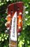 Rickenbacker 360/12 V64, Fireglo: Headstock