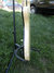 Rickenbacker 4001/4 BT, White: Close up - Free