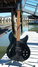 Rickenbacker 330/6 BH BT, Jetglo: Full Instrument - Front