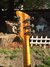 Rickenbacker 335/6 Capri, Natural: Headstock - Rear