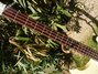 Rickenbacker 4001/4 CS, Cream: Neck - Front