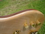 Rickenbacker 4004/4 Cii, Mapleglo: Free image