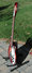 Rickenbacker 620/12 , Fireglo: Close up - Free