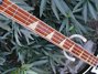 Rickenbacker 4001/4 , Jetglo: Neck - Front