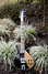 Rickenbacker 660/6 75th Ann, DCMetallic: Full Instrument - Front