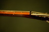 Rickenbacker 320/6 , Burgundy: Neck - Rear
