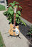 Rickenbacker 360/12 VP, Mapleglo: Free image2