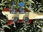 Rickenbacker 4001/4 CS, Cream: Headstock - Rear