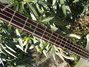 Rickenbacker 4001/4 CS, Cream: Neck - Front
