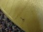 Rickenbacker 480/6 , Mapleglo: Close up - Free2