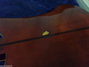 Jun 1974 Rickenbacker 4001/4 , Walnut: Body - Rear
