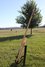 Rickenbacker 360/6 , Mapleglo: Neck - Rear