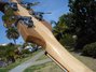 Rickenbacker 4003/4 , Mapleglo: Neck - Rear
