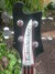 Rickenbacker 4001/4 , Jetglo: Headstock