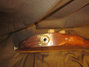 Rickenbacker 650/6 Excalibur, Natural: Close up - Free