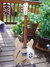 Rickenbacker 330/6 , Mapleglo: Full Instrument - Front