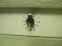 Rickenbacker M-8/amp , Gray: Neck - Rear