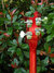 Rickenbacker 4003/4 , Fireglo: Headstock - Rear