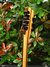 Rickenbacker 360/12 BH BT, Mapleglo: Headstock - Rear