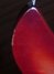 Rickenbacker 330/6 , Fireglo: Free image