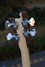 Rickenbacker 4003/4 , Mapleglo: Headstock - Rear