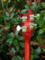 Rickenbacker 4003/4 , Fireglo: Headstock - Rear