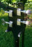 Rickenbacker 4001/4 , Jetglo: Headstock - Rear