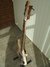 Rickenbacker 4003/4 , Mapleglo: Free image2