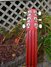 Rickenbacker Ace/6 LapSteel, Red: Headstock - Rear