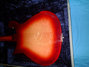 Feb 1997 Rickenbacker 660/12 TP, Fireglo: Body - Rear