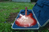 Rickenbacker 330/6 , Fireglo: Close up - Free2