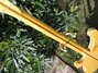 Rickenbacker 4001/4 , Mapleglo: Neck - Rear