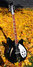 Rickenbacker 360/12 Mod, Jetglo: Full Instrument - Front